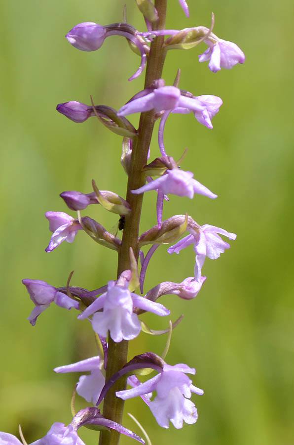 Orchidee Passo Pian delle Fugazze da confermare